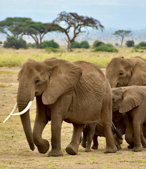 Amboseli