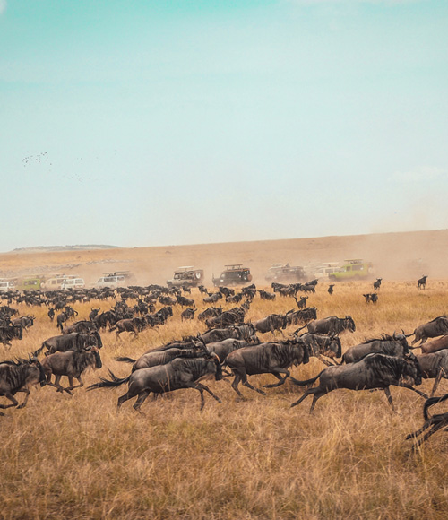 Masai Mara