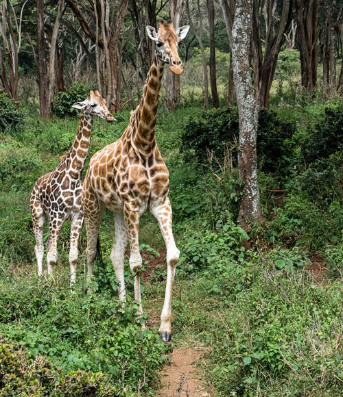 Nairobi