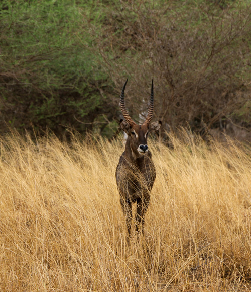 Tsavo West